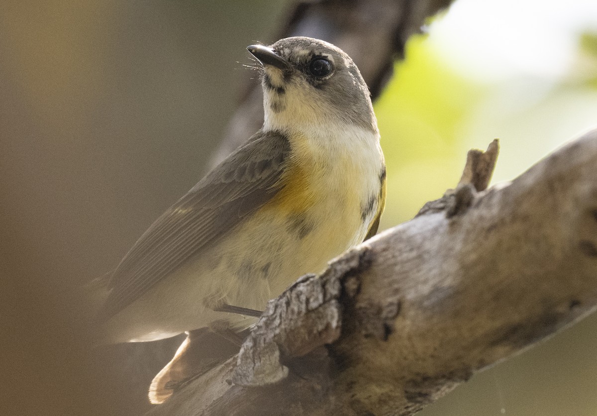 American Redstart - Lawrence Gladsden