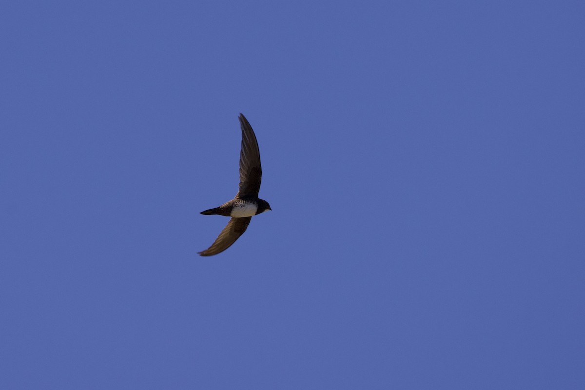 Alpine Swift - John Bruin