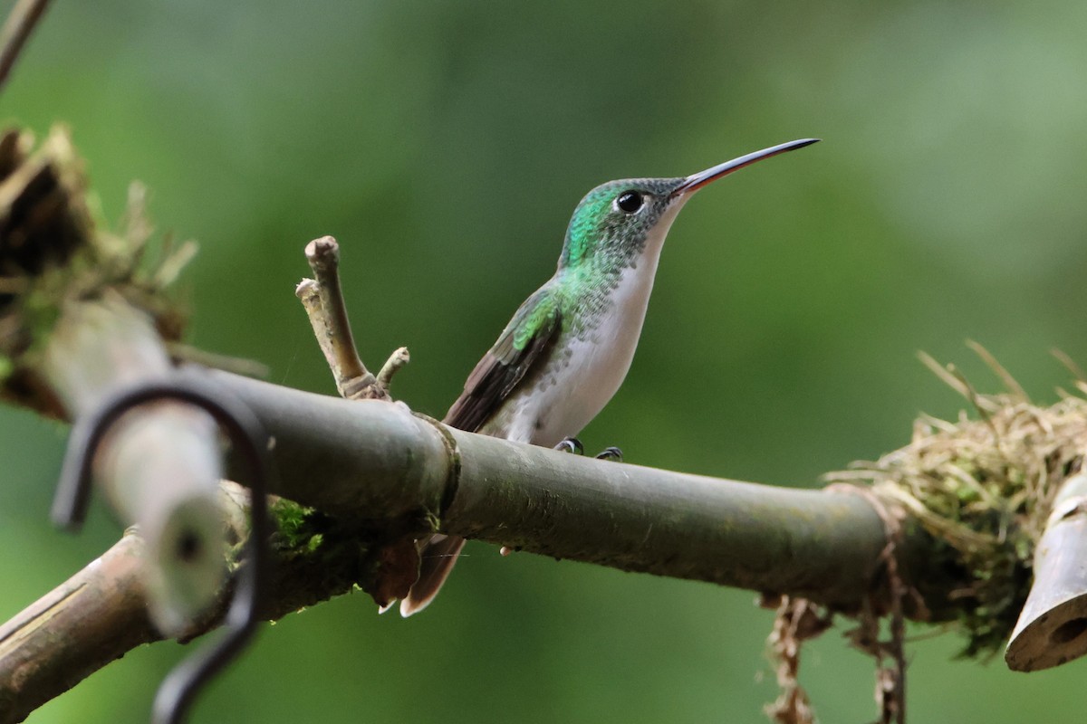 Andean Emerald - ML619471318