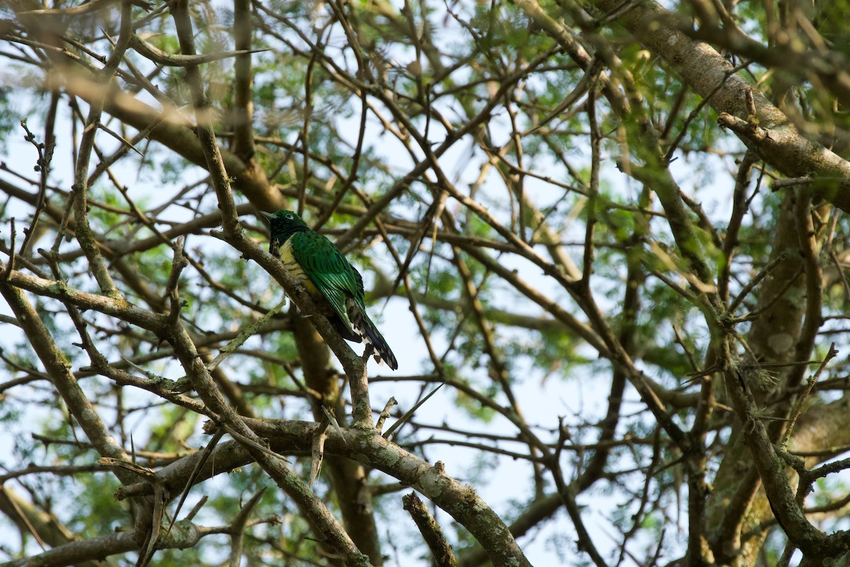 African Emerald Cuckoo - Nick Leiby