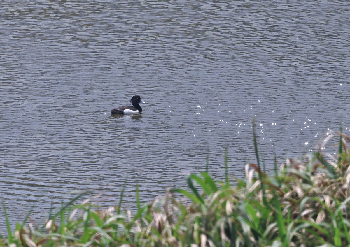 Tufted Duck - 浙江 重要鸟讯汇整