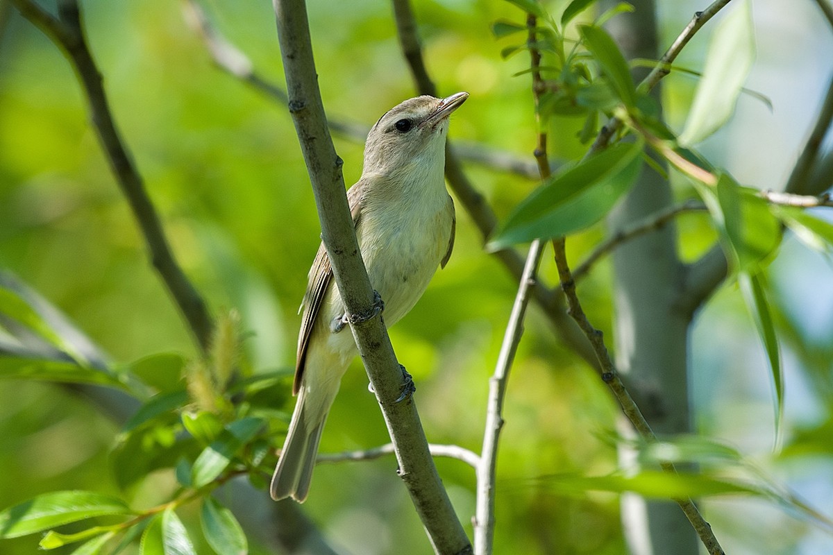 Warbling Vireo - Lucie Laudrin