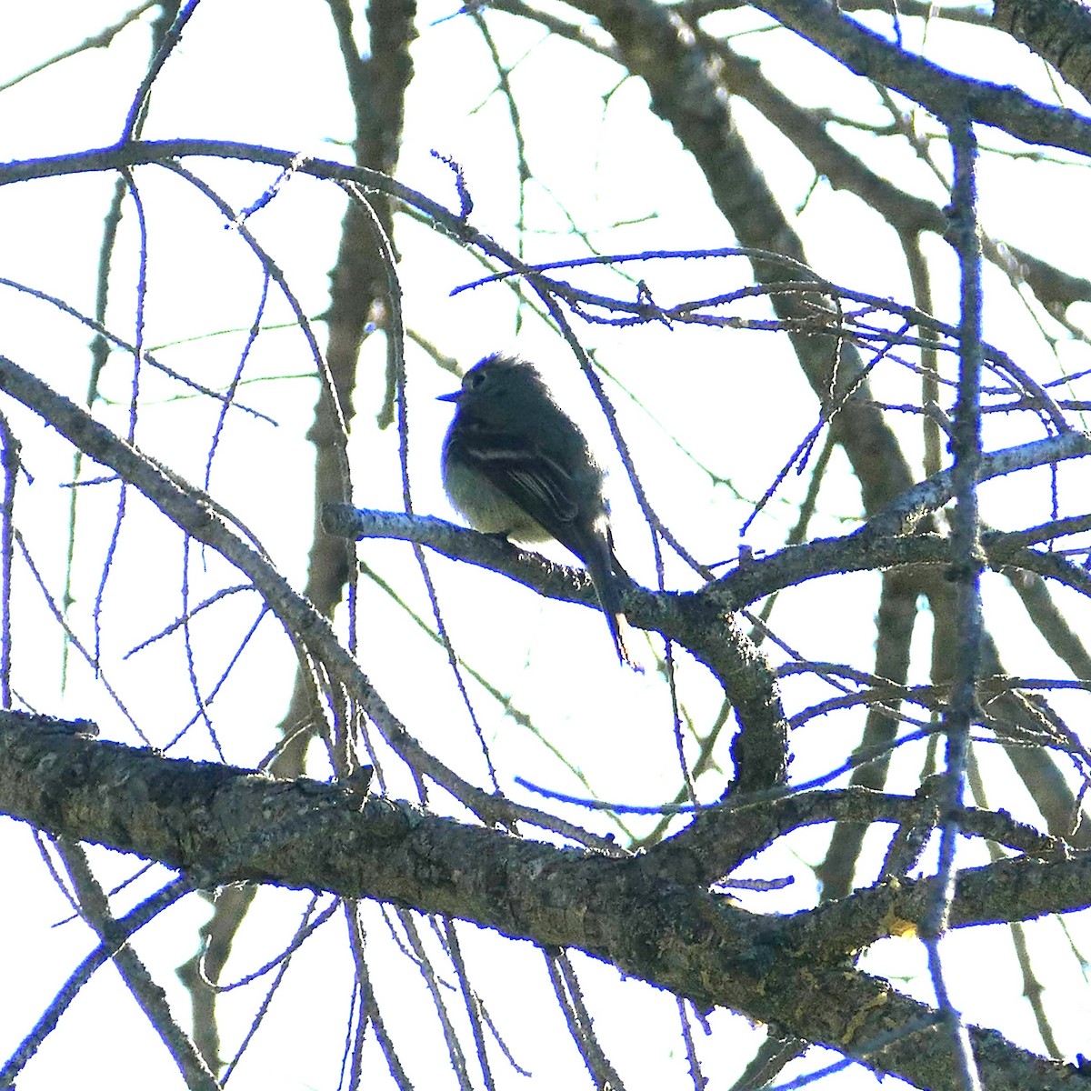 Hammond's Flycatcher - Diane Stinson