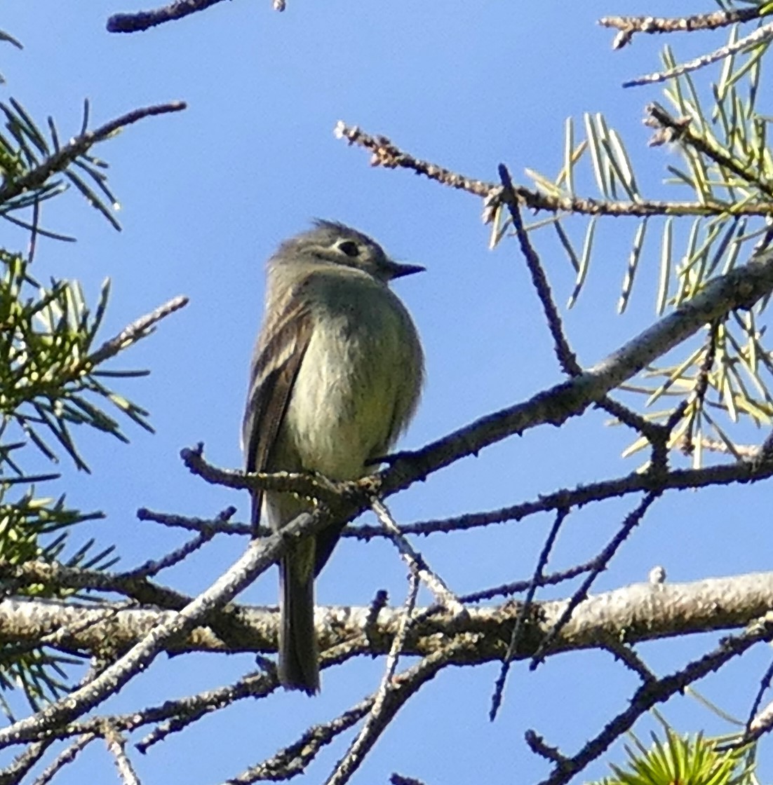 Hammond's Flycatcher - Diane Stinson