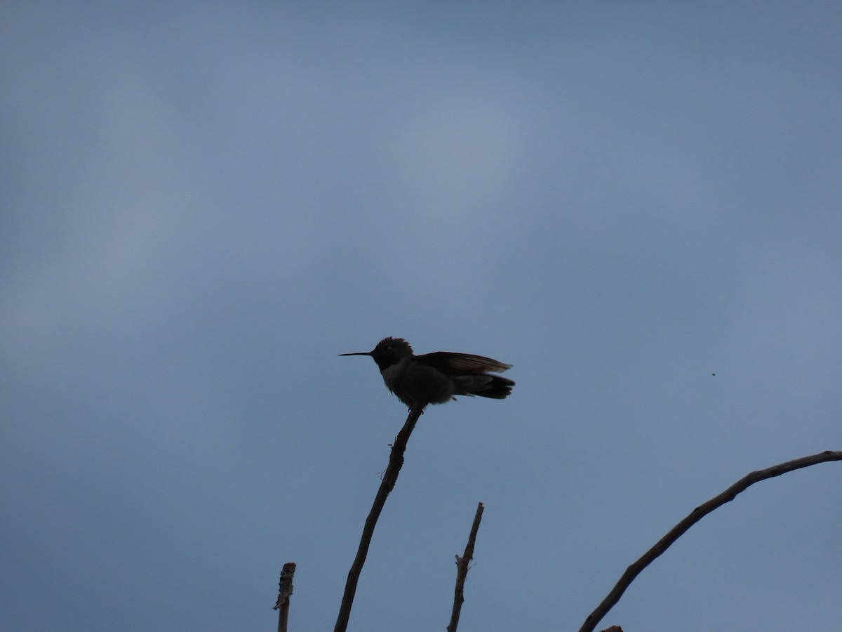 Broad-tailed Hummingbird - Aaron Pietsch