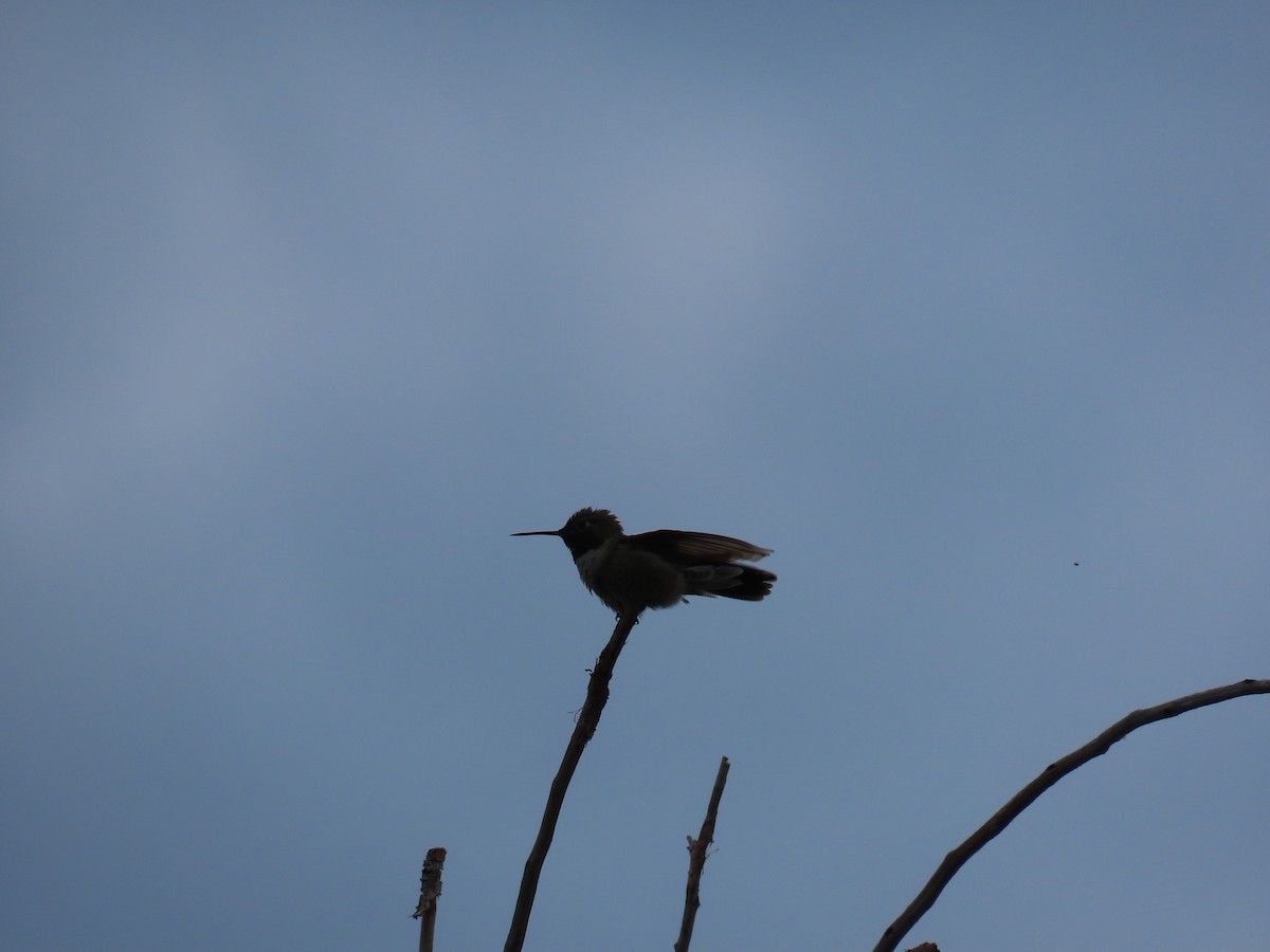 Colibrí Coliancho - ML619471338