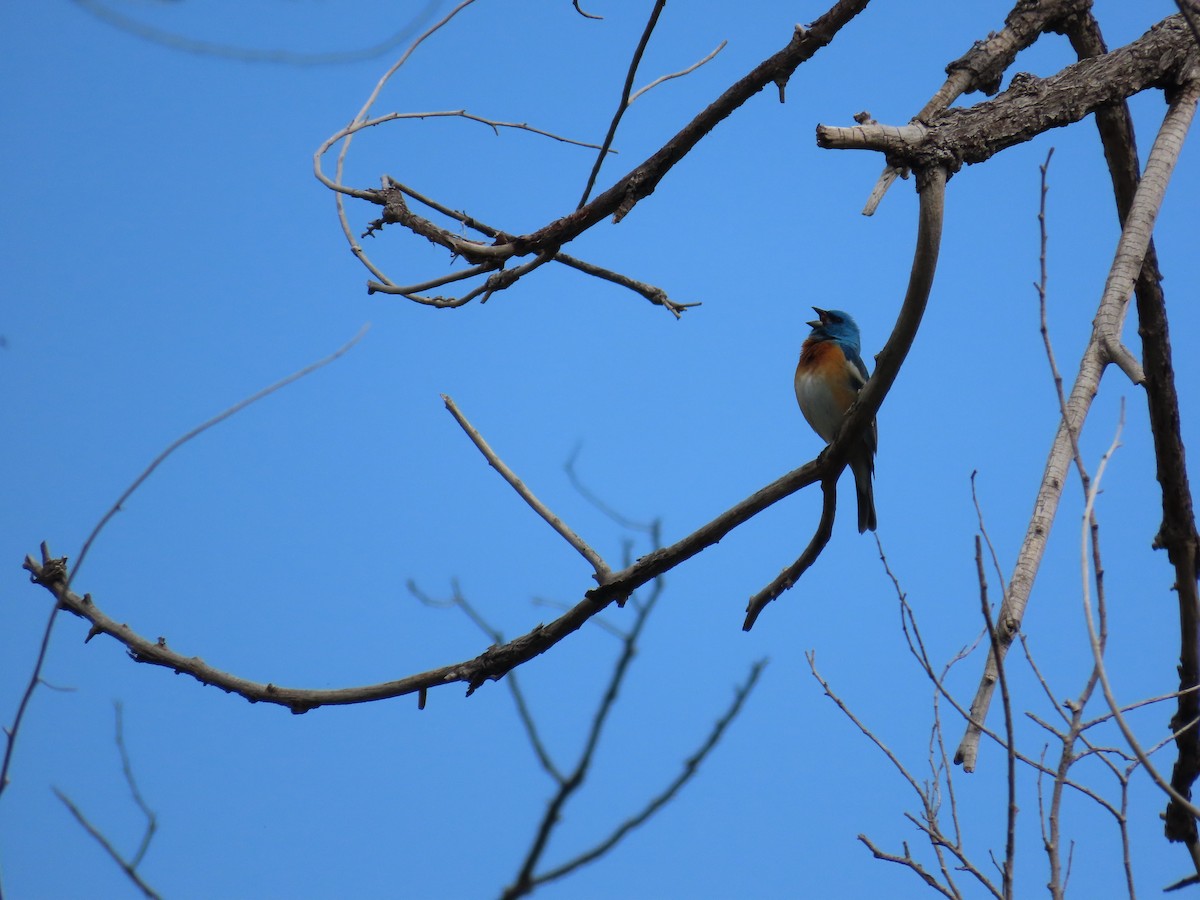 Lazuli Bunting - Aaron Pietsch