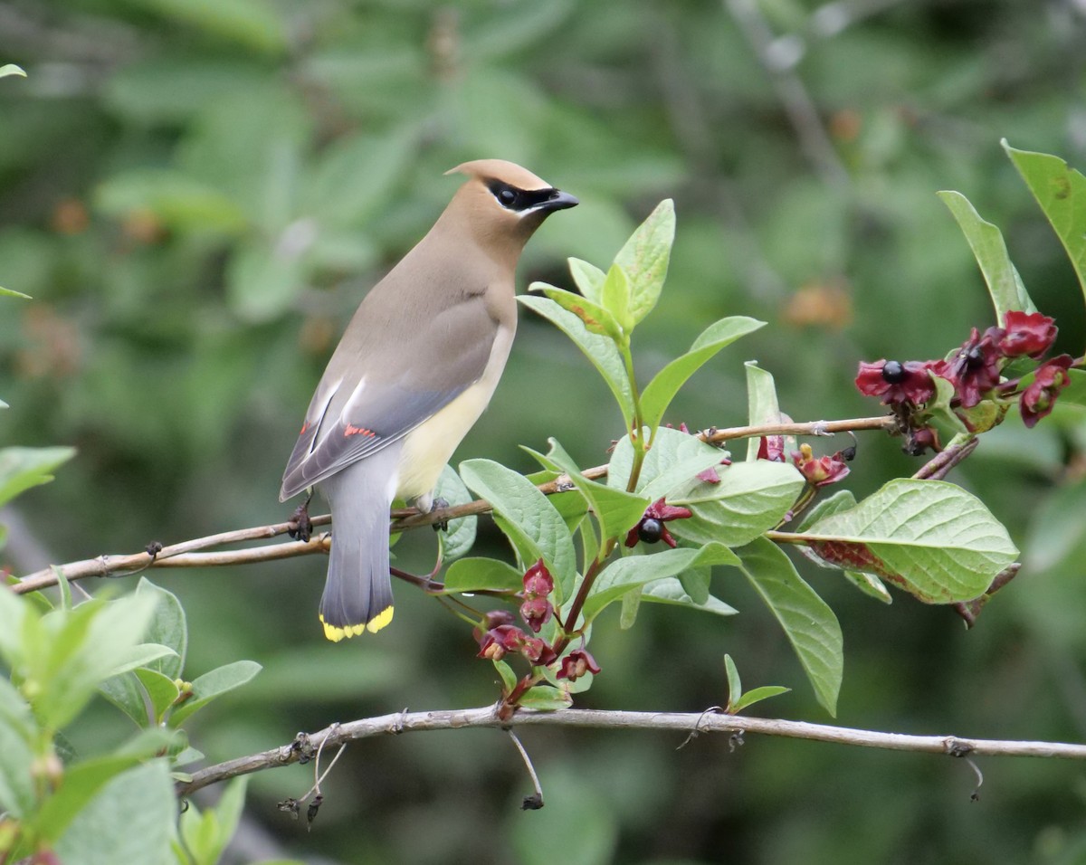 Cedar Waxwing - Jan Bryant