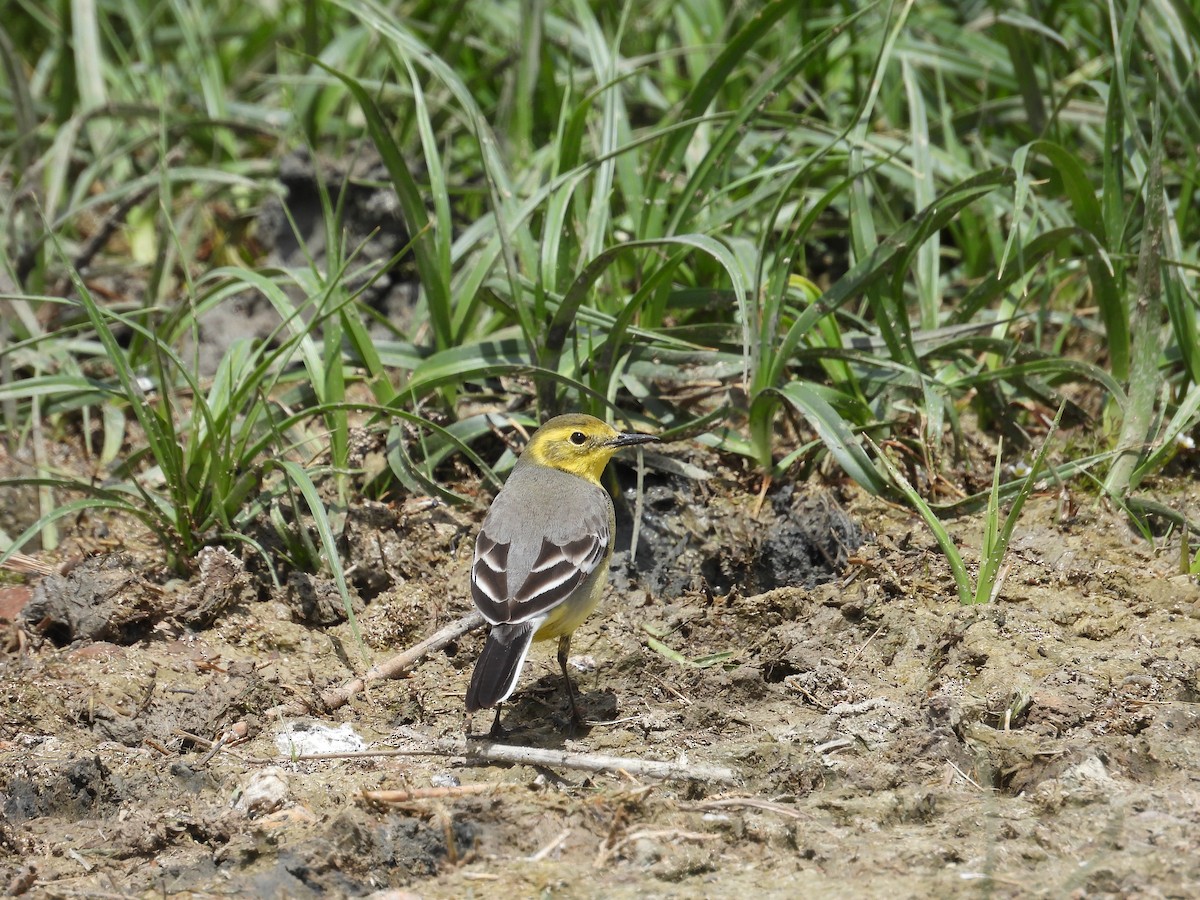 Citrine Wagtail - Murat Akkaya