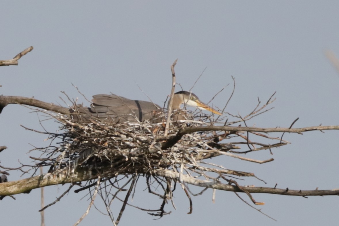 Great Blue Heron - Steve McNamara