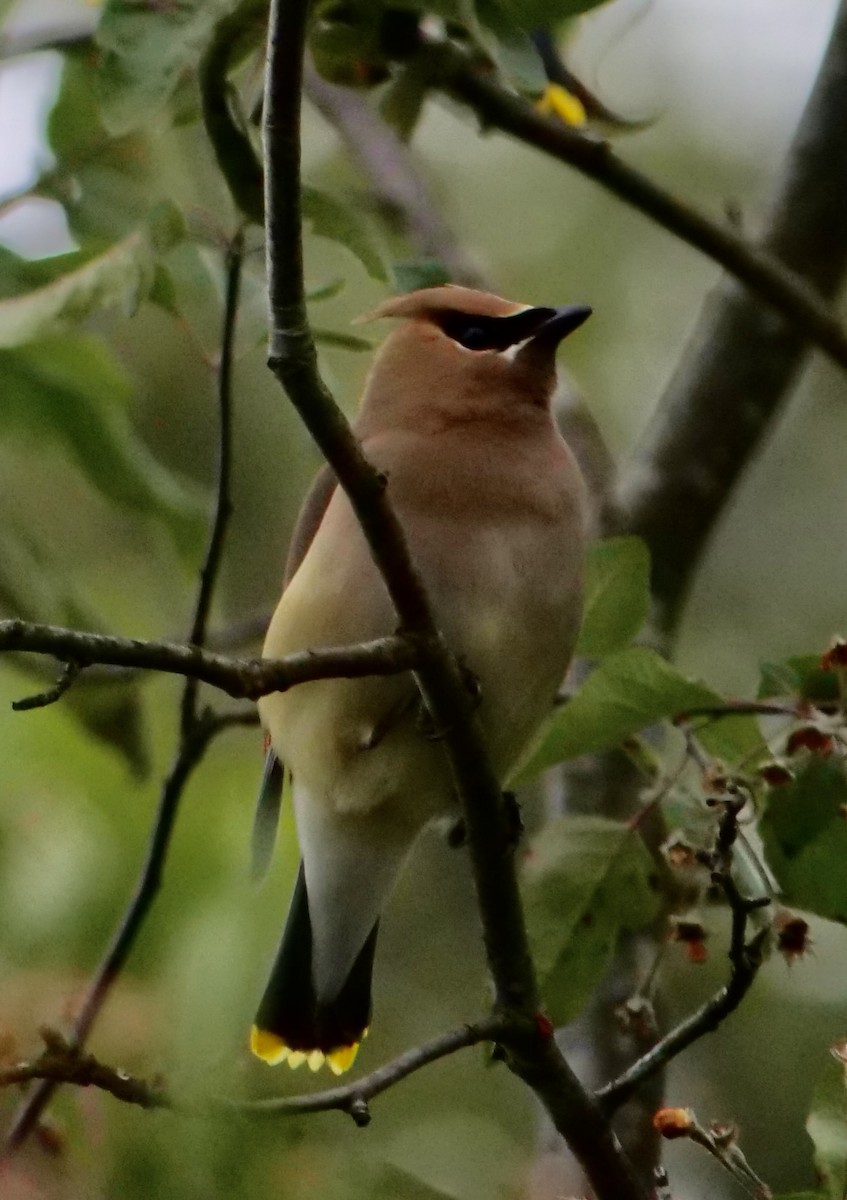 Cedar Waxwing - Jan Bryant