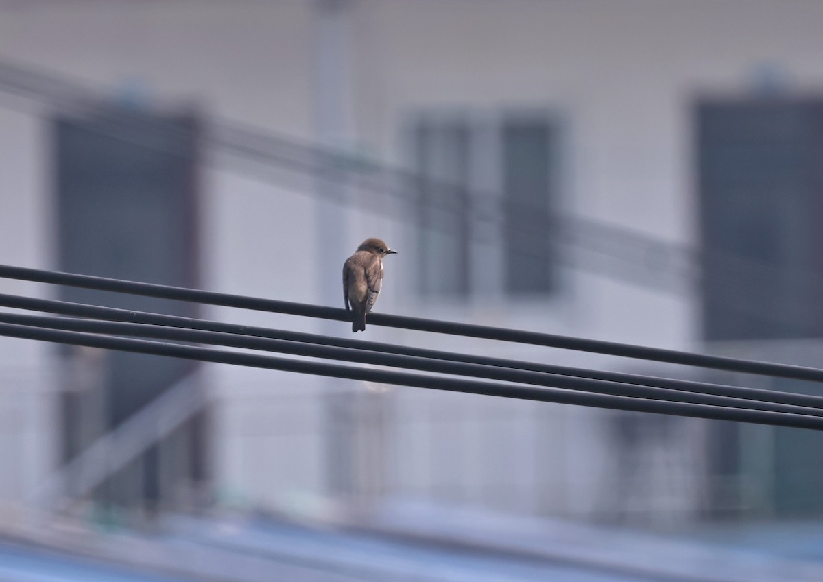 Chestnut-cheeked Starling - 浙江 重要鸟讯汇整