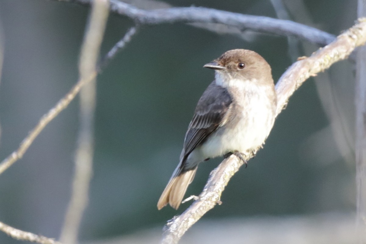 Eastern Phoebe - Steve McNamara