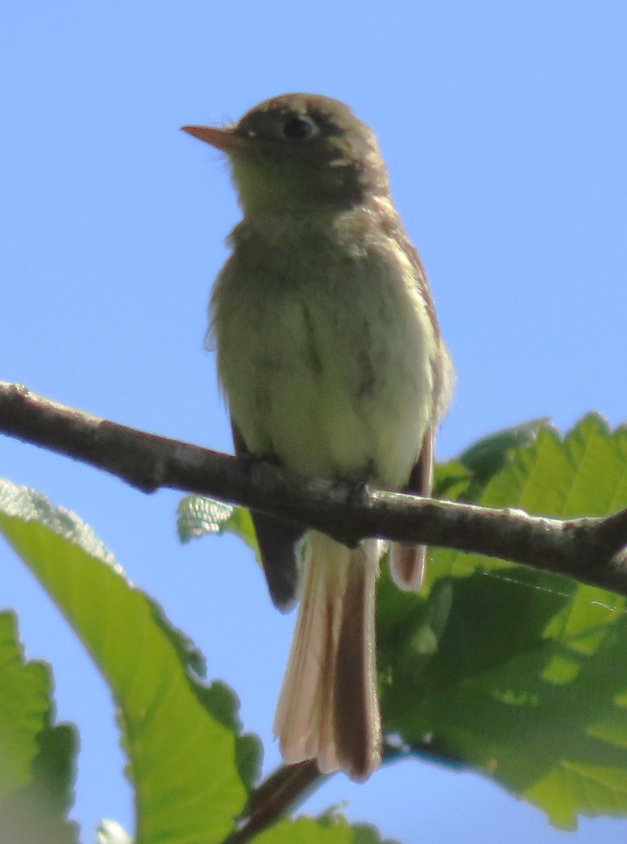 Western Flycatcher - Heidi George