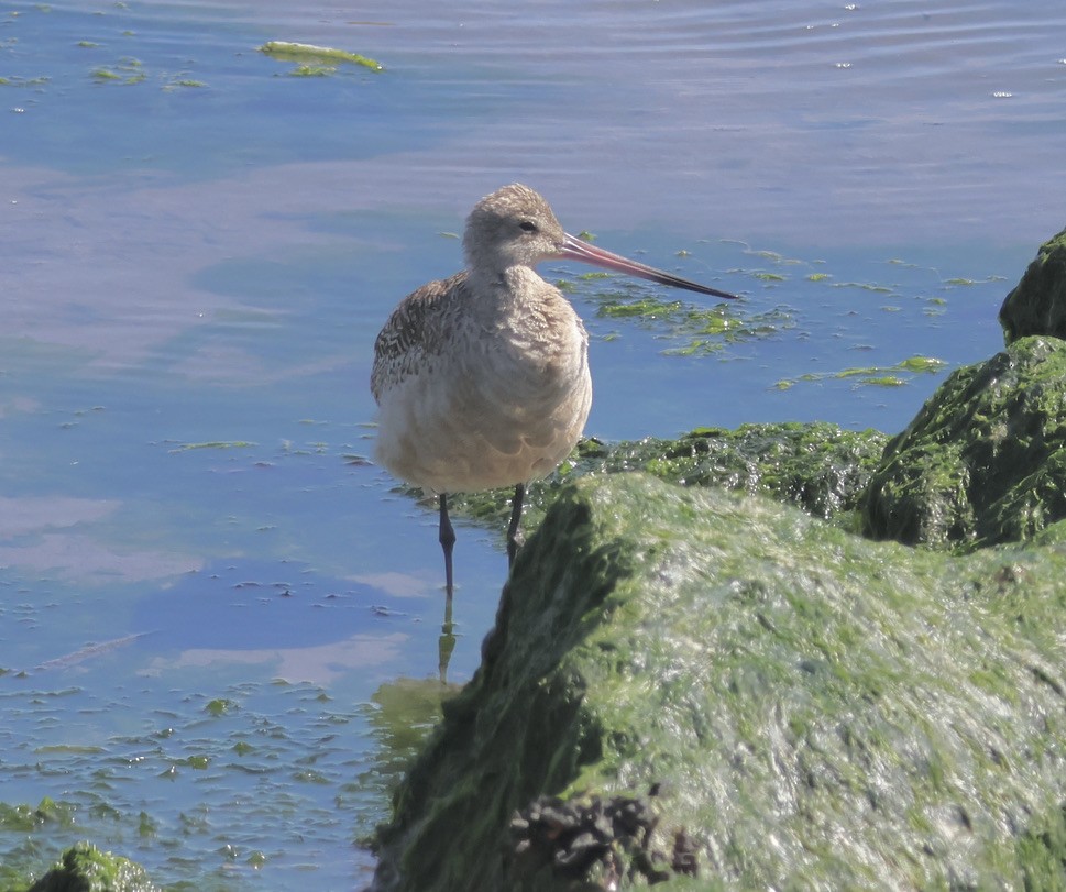 Marbled Godwit - ML619471391