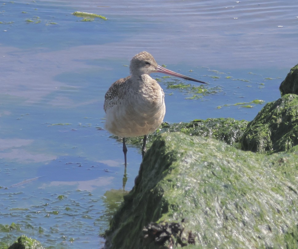 Marbled Godwit - Gretchen Framel