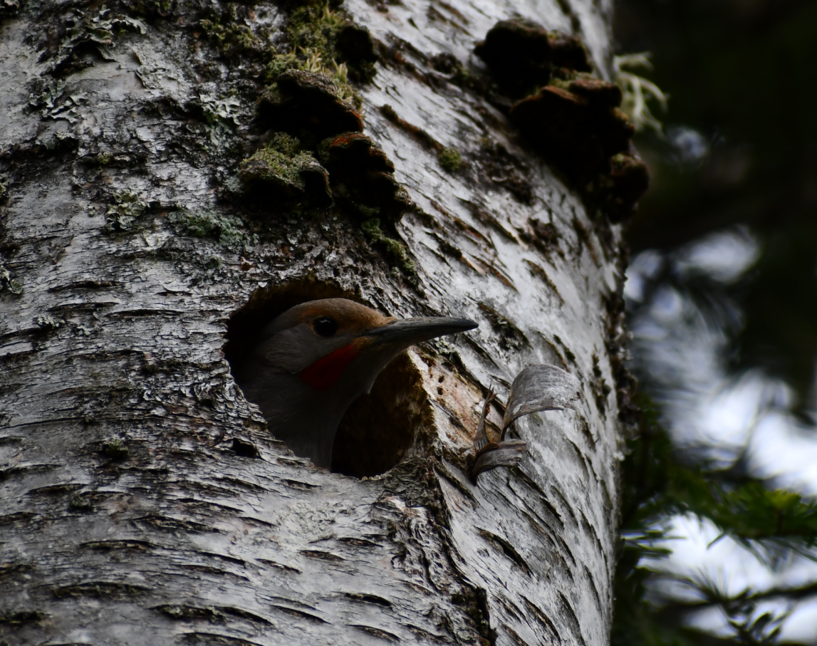 Northern Flicker - Thuja Plicata