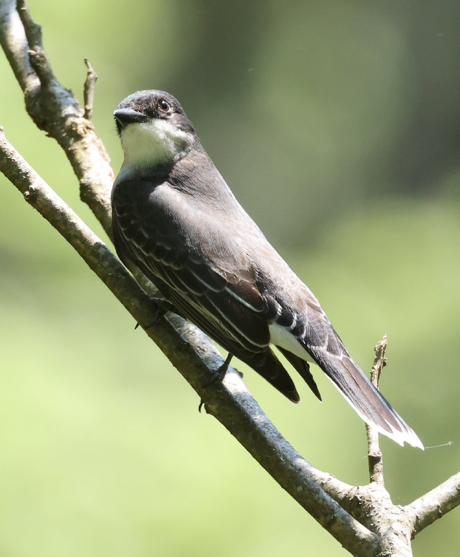 Eastern Kingbird - Wendy Howes