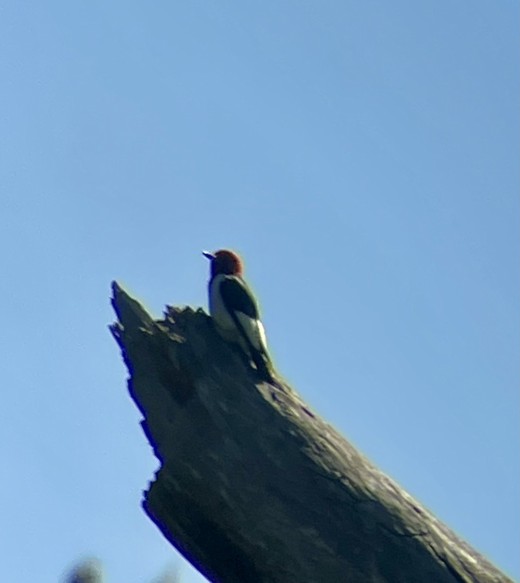 Red-headed Woodpecker - Anonymous