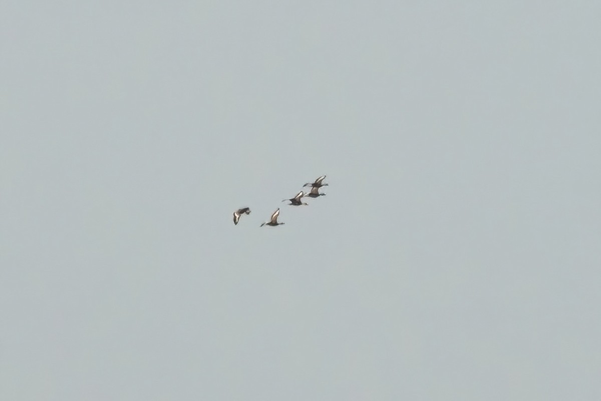 Black-bellied Whistling-Duck - Sean Williams