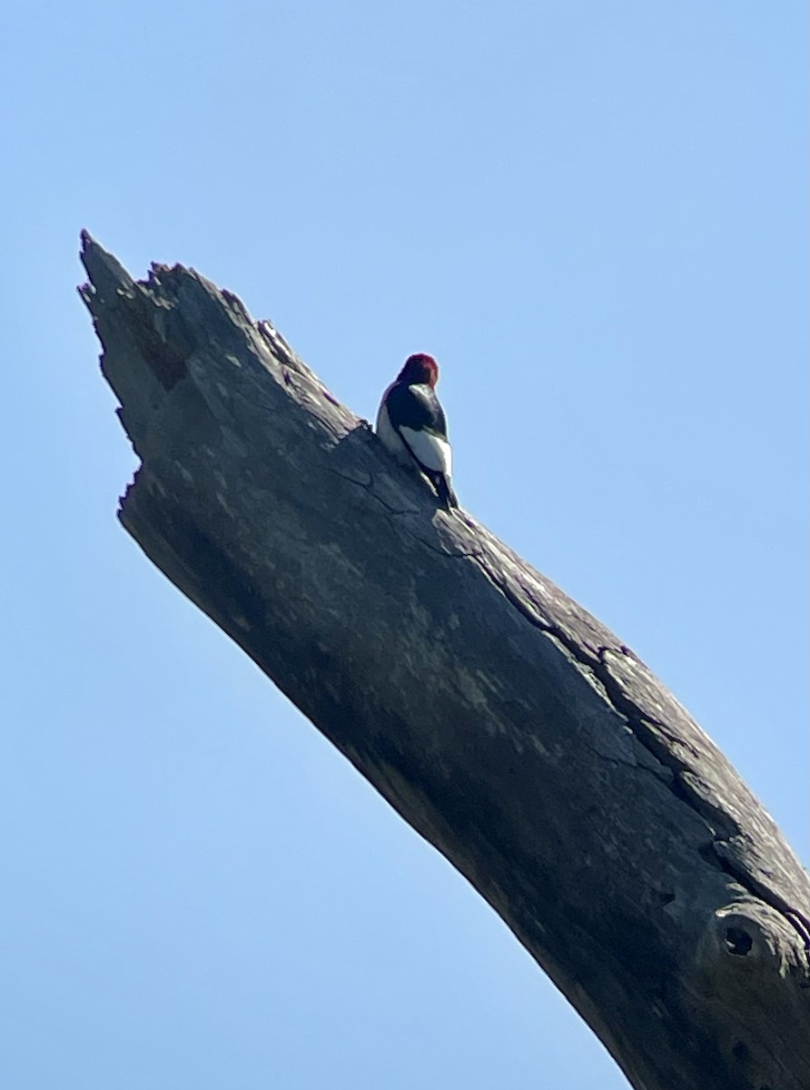 Red-headed Woodpecker - Anonymous