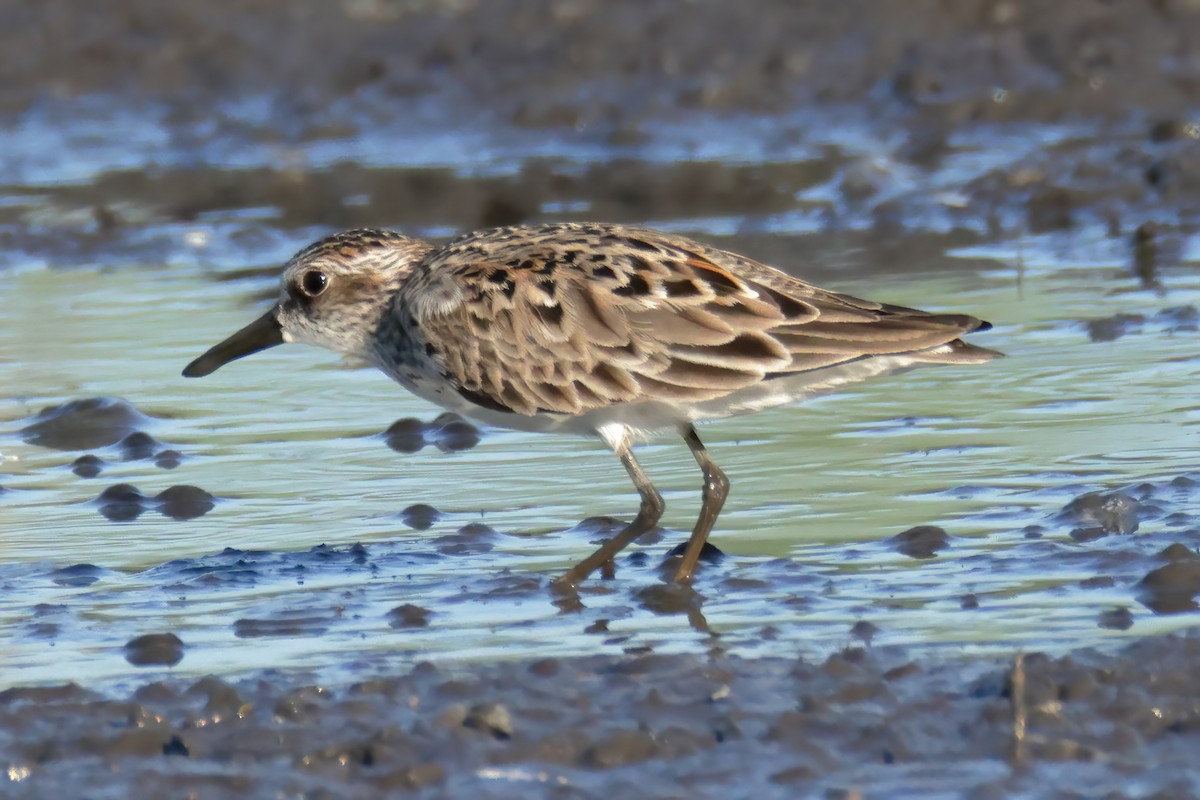 Least Sandpiper - Charlie Arp