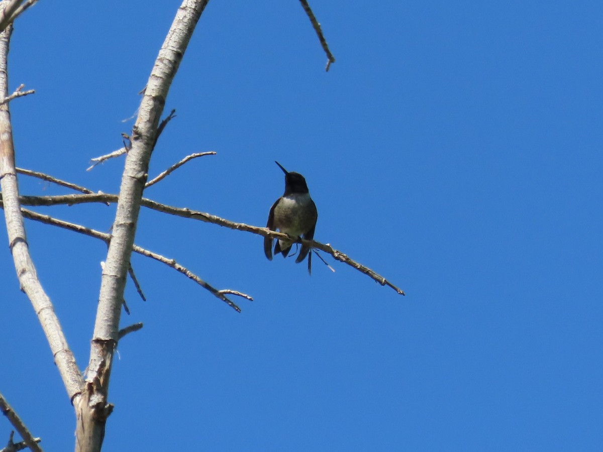 Black-chinned Hummingbird - Aaron Pietsch
