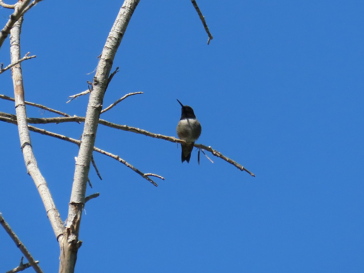 Colibrí Gorjinegro - ML619471428