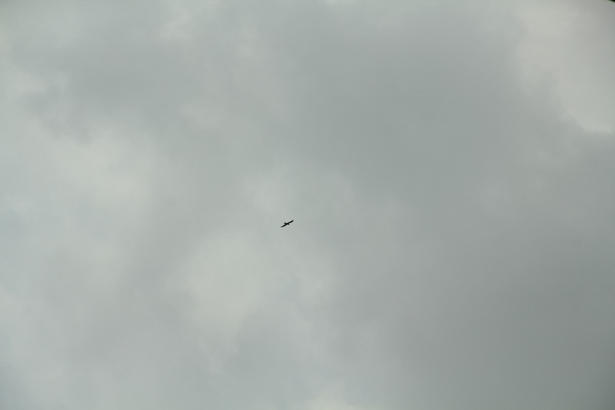 Mississippi Kite - Texas Bird Family