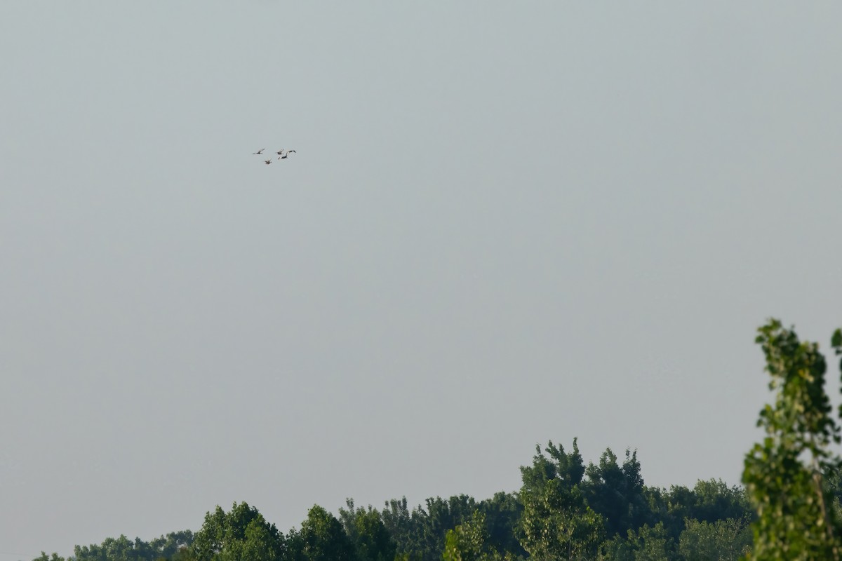 Black-bellied Whistling-Duck - ML619471433