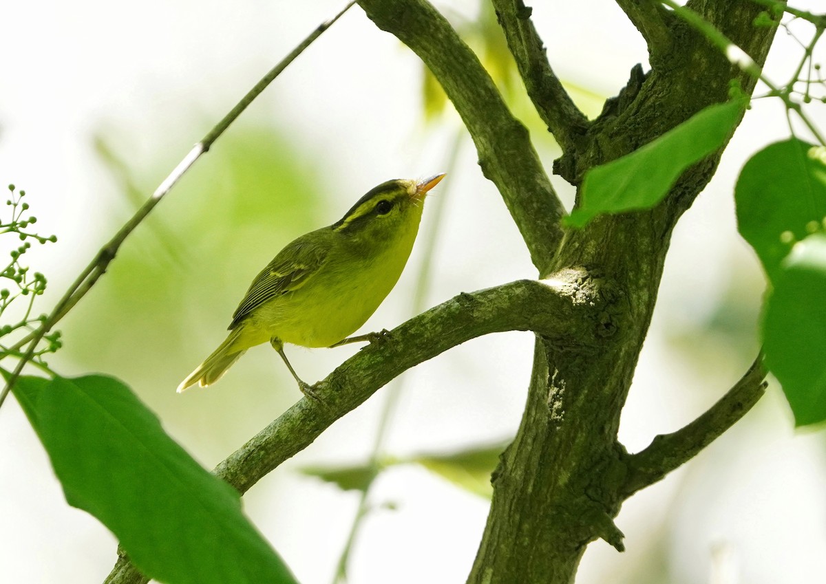 Sulphur-breasted Warbler - 浙江 重要鸟讯汇整