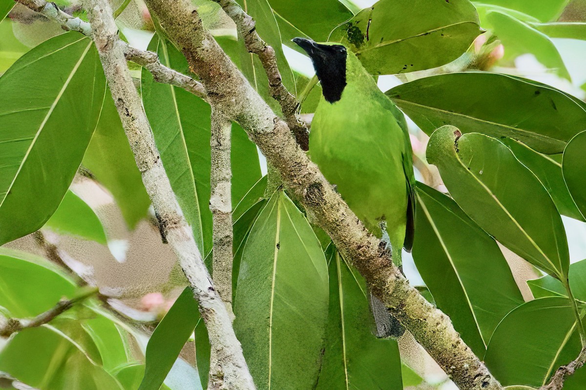 Lesser Green Leafbird - Krit Kruaykitanon 🦅