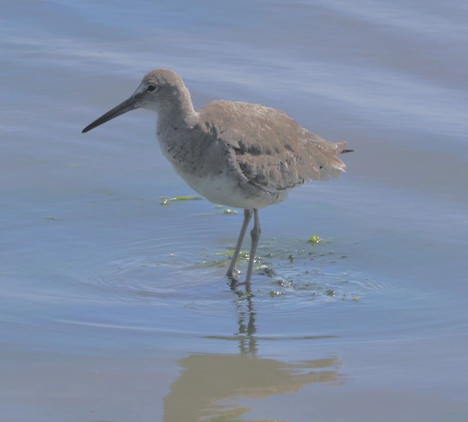 Willet - ML619471443