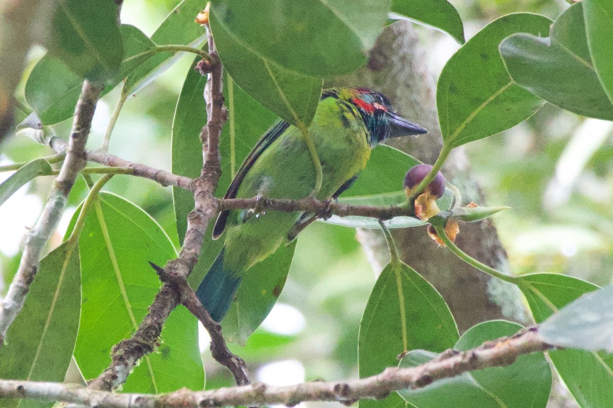 barbet modrouchý - ML619471447