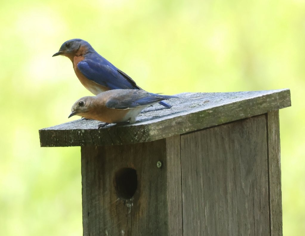 Eastern Bluebird - Wendy Howes