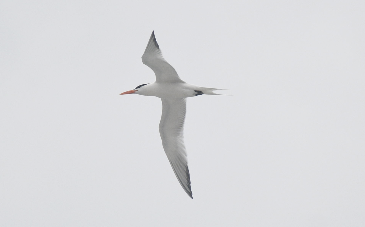 Royal Tern - Andy McGeoch 🦆