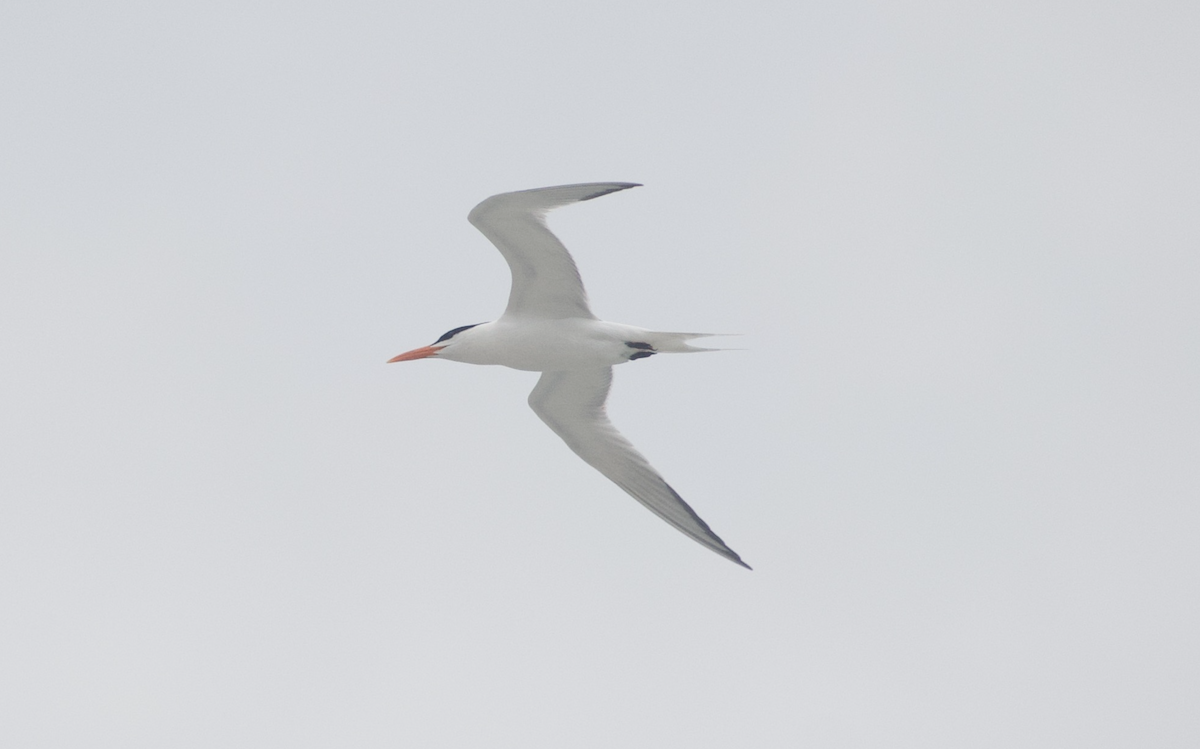 Royal Tern - Andy McGeoch 🦆