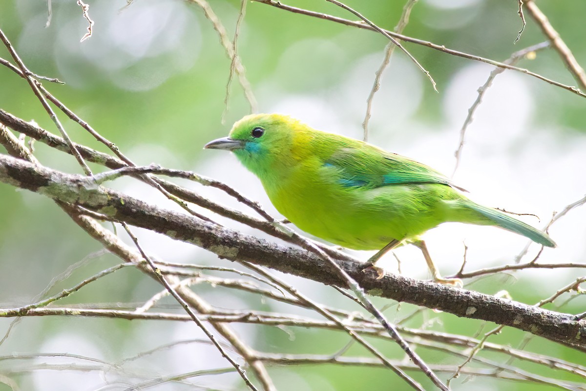 Blue-winged Leafbird - Krit Kruaykitanon 🦅