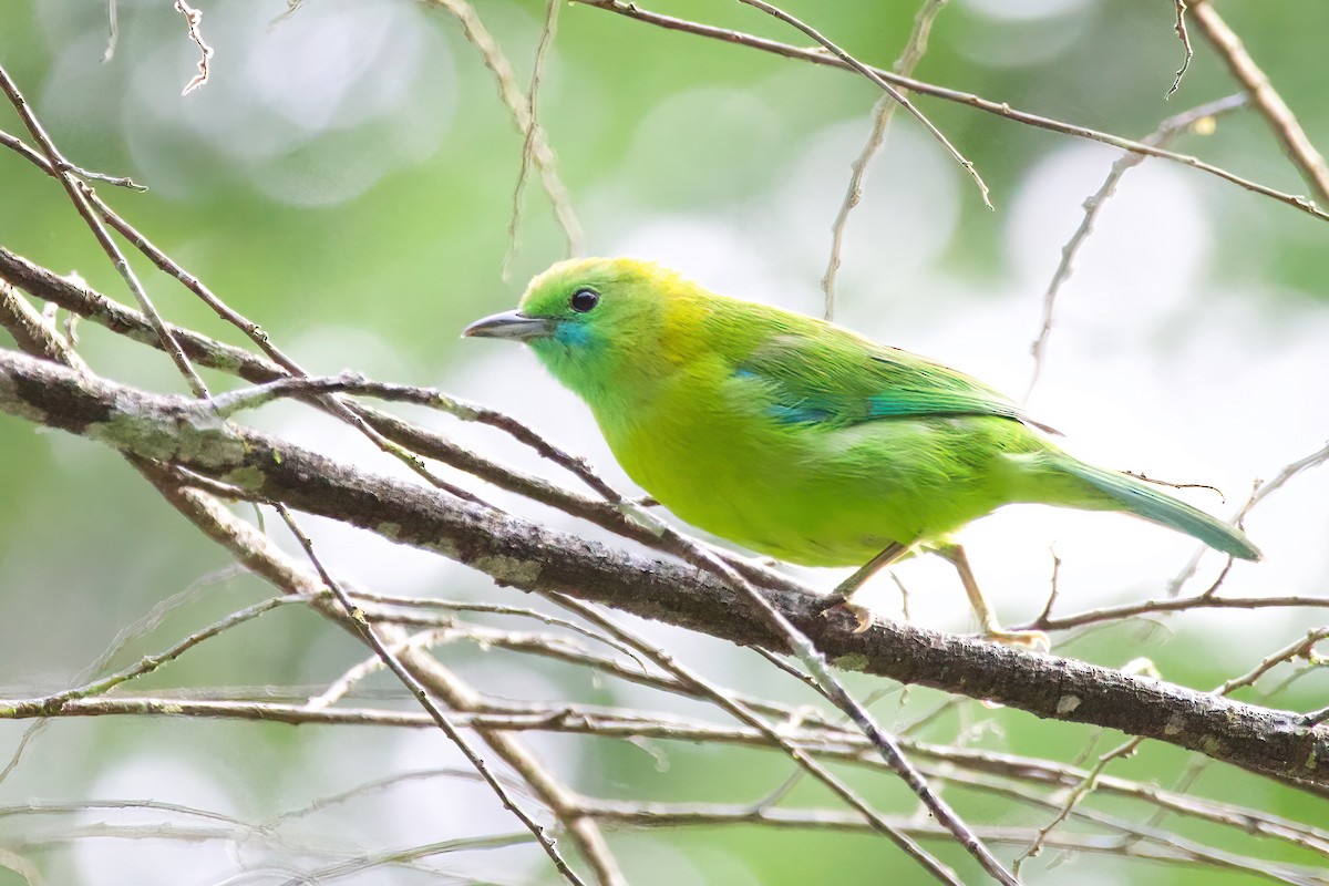 Blue-winged Leafbird - ML619471454