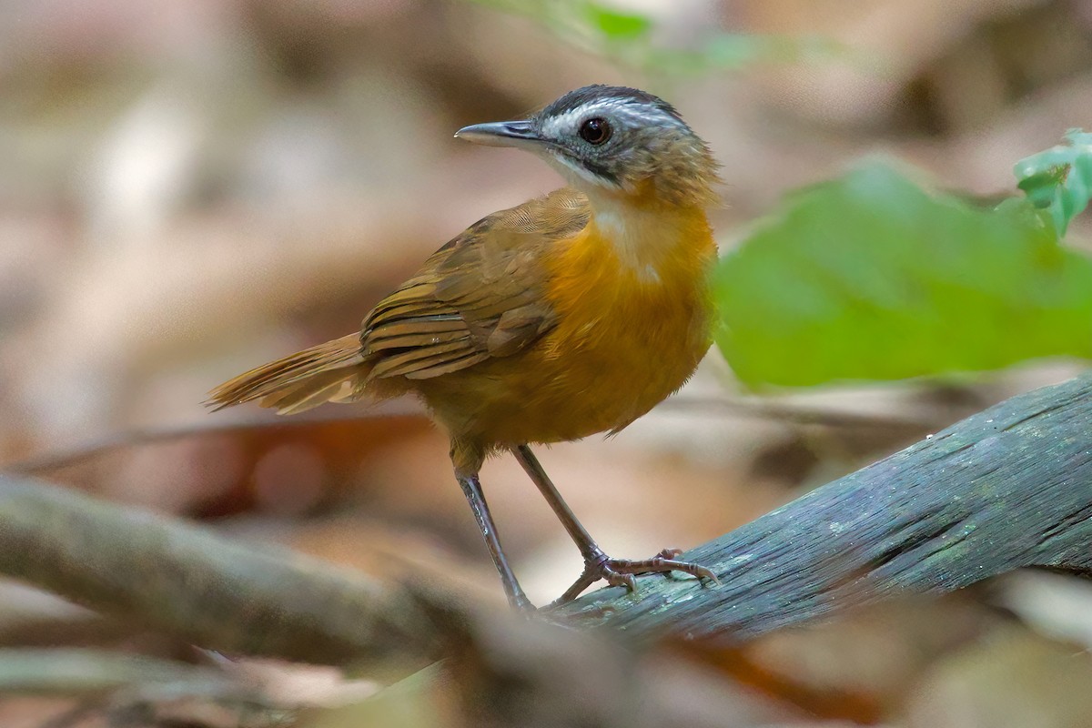 Malayan Black-capped Babbler - ML619471456