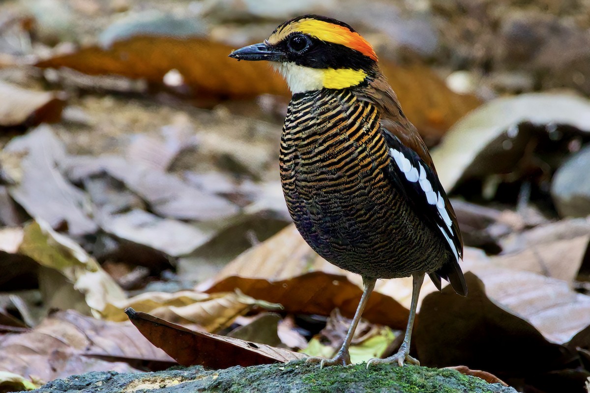 Malayan Banded-Pitta - Krit Kruaykitanon 🦅