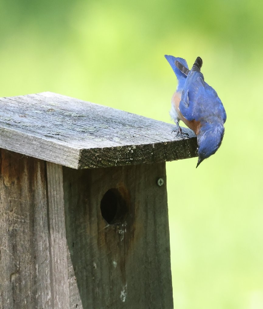 Eastern Bluebird - Wendy Howes