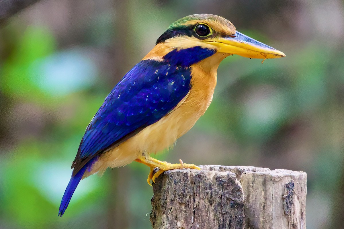 Rufous-collared Kingfisher - Krit Kruaykitanon 🦅