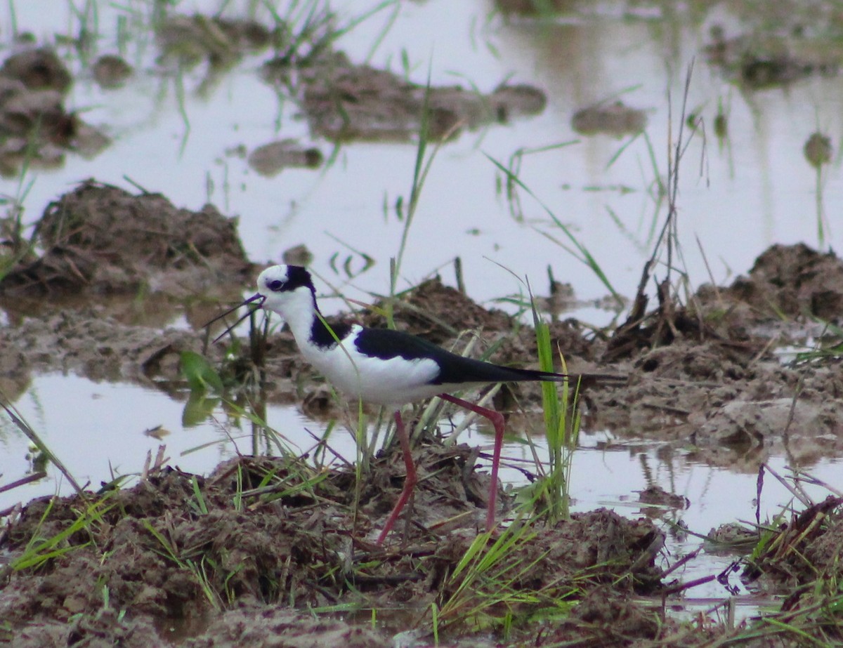 Black-necked Stilt (White-backed) - Pedro Behne