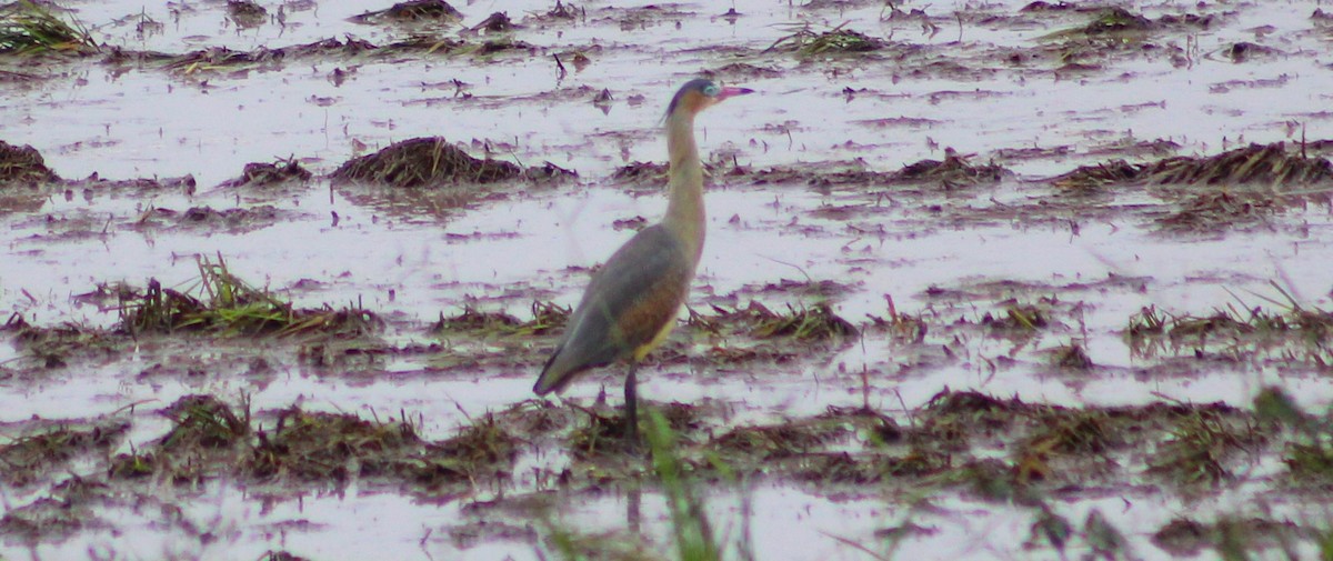 Whistling Heron - Pedro Behne