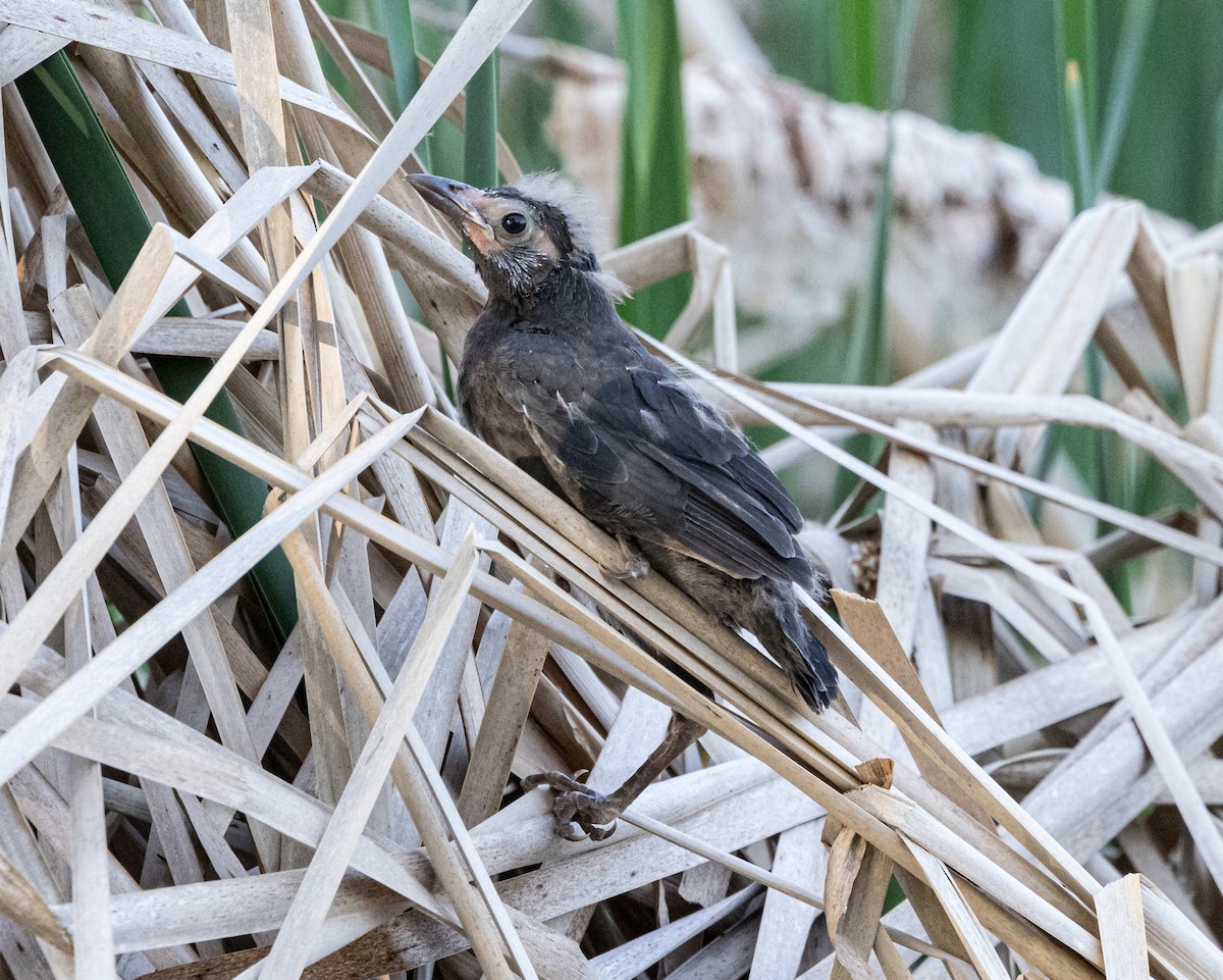 Red-winged Blackbird - Robert Bochenek