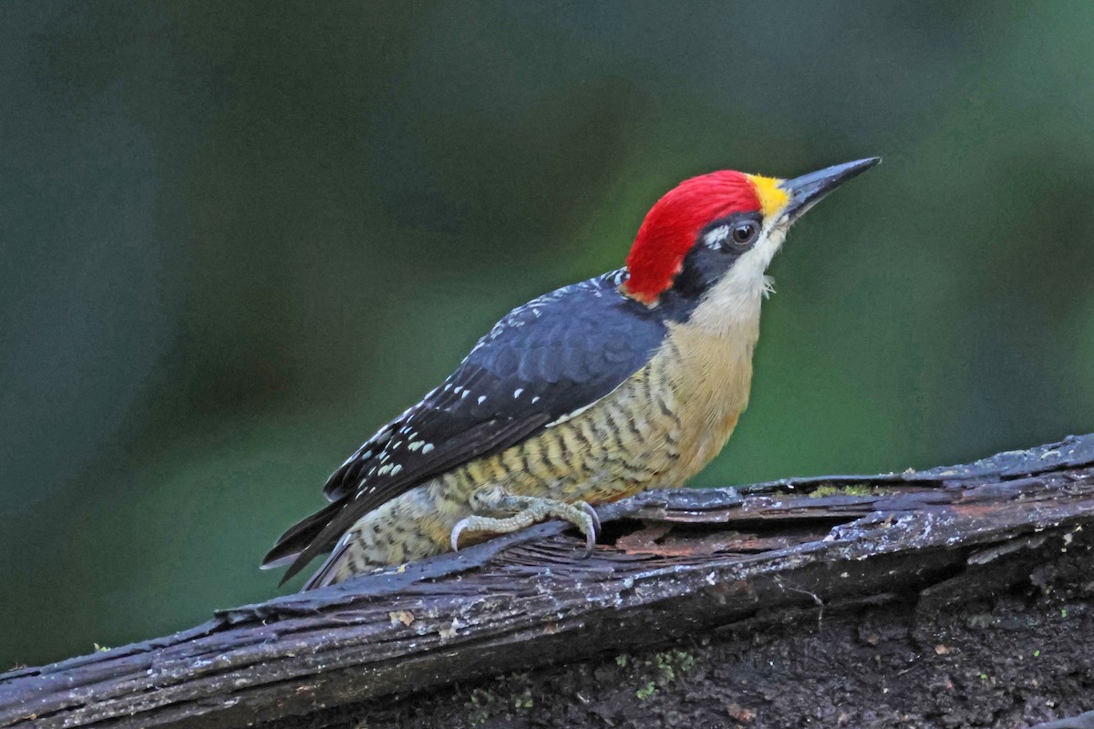 Black-cheeked Woodpecker - Jim Sculatti