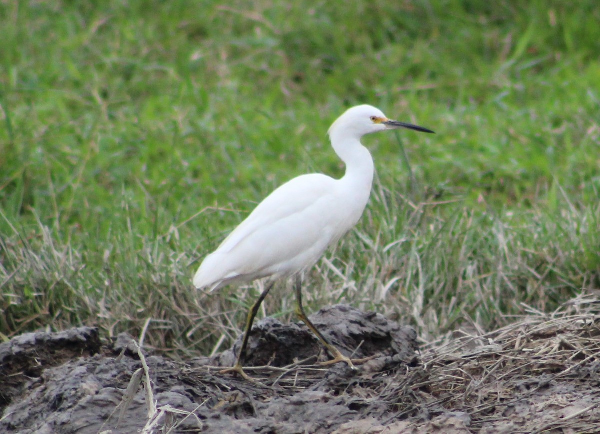 Snowy Egret - Pedro Behne