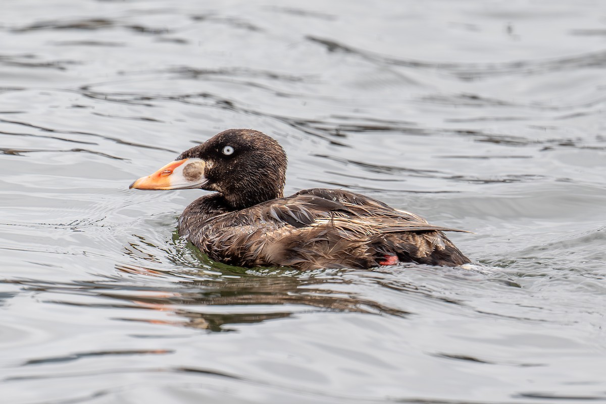 Surf Scoter - Xiang Gao