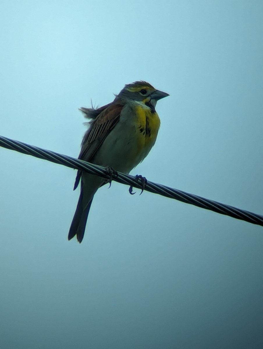 Dickcissel - Jack N